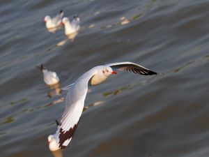 Preview wallpaper seagulls, birds, flying, flapping