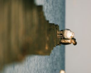 Preview wallpaper seagulls, birds, pier, sea, wildlife