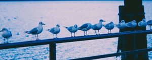 Preview wallpaper seagulls, birds, railing, sea, shore