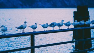 Preview wallpaper seagulls, birds, railing, sea, shore