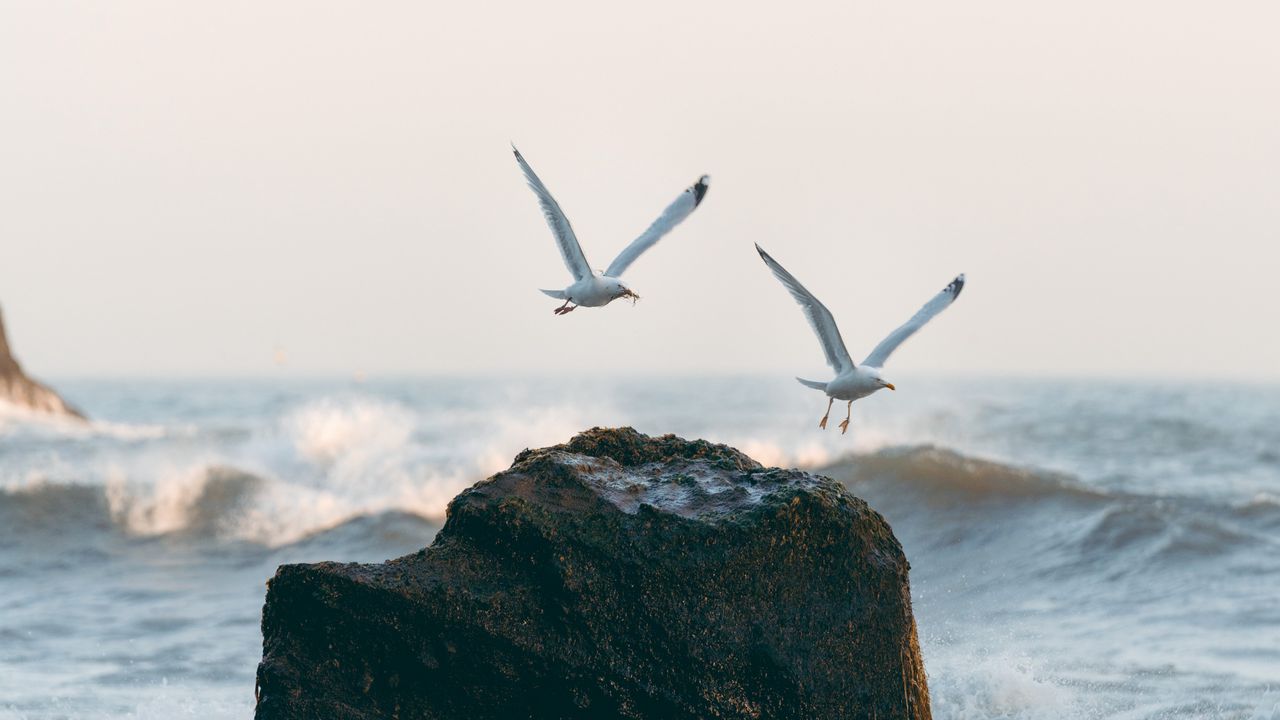 Wallpaper seagulls, birds, rocks, sea, waves, spray