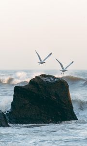 Preview wallpaper seagulls, birds, rocks, sea, waves, spray