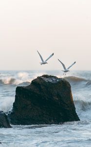 Preview wallpaper seagulls, birds, rocks, sea, waves, spray