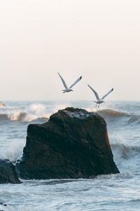 Preview wallpaper seagulls, birds, rocks, sea, waves, spray