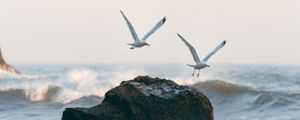 Preview wallpaper seagulls, birds, rocks, sea, waves, spray