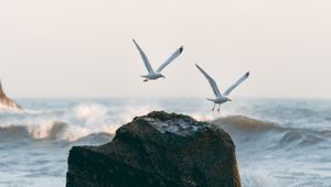 Preview wallpaper seagulls, birds, rocks, sea, waves, spray