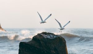 Preview wallpaper seagulls, birds, rocks, sea, waves, spray