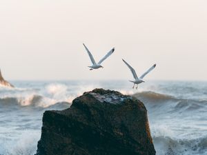 Preview wallpaper seagulls, birds, rocks, sea, waves, spray