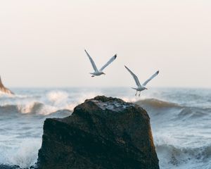 Preview wallpaper seagulls, birds, rocks, sea, waves, spray