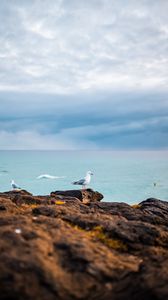 Preview wallpaper seagulls, birds, rocks, sea