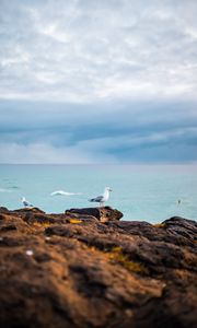 Preview wallpaper seagulls, birds, rocks, sea