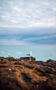 Preview wallpaper seagulls, birds, rocks, sea