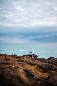 Preview wallpaper seagulls, birds, rocks, sea