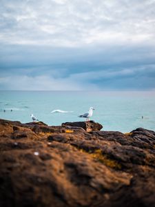 Preview wallpaper seagulls, birds, rocks, sea