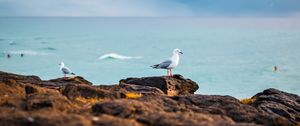 Preview wallpaper seagulls, birds, rocks, sea