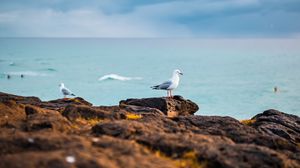 Preview wallpaper seagulls, birds, rocks, sea