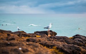 Preview wallpaper seagulls, birds, rocks, sea