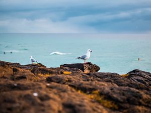 Preview wallpaper seagulls, birds, rocks, sea