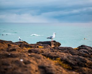 Preview wallpaper seagulls, birds, rocks, sea