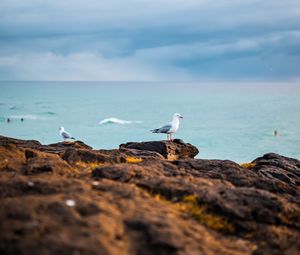 Preview wallpaper seagulls, birds, rocks, sea