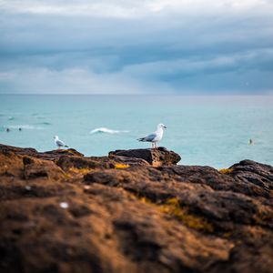 Preview wallpaper seagulls, birds, rocks, sea