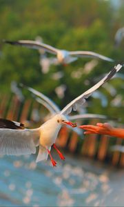 Preview wallpaper seagulls, birds, sea, hand