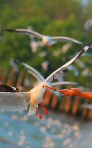 Preview wallpaper seagulls, birds, sea, hand