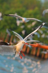 Preview wallpaper seagulls, birds, sea, hand