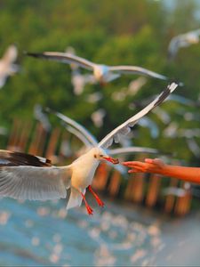 Preview wallpaper seagulls, birds, sea, hand