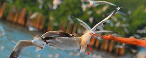 Preview wallpaper seagulls, birds, sea, hand