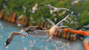 Preview wallpaper seagulls, birds, sea, hand