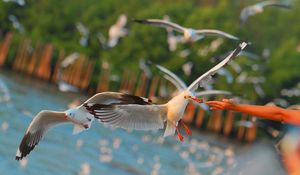 Preview wallpaper seagulls, birds, sea, hand