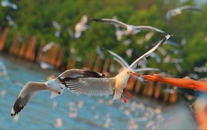 Preview wallpaper seagulls, birds, sea, hand