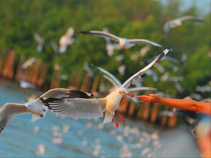 Preview wallpaper seagulls, birds, sea, hand