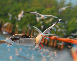 Preview wallpaper seagulls, birds, sea, hand