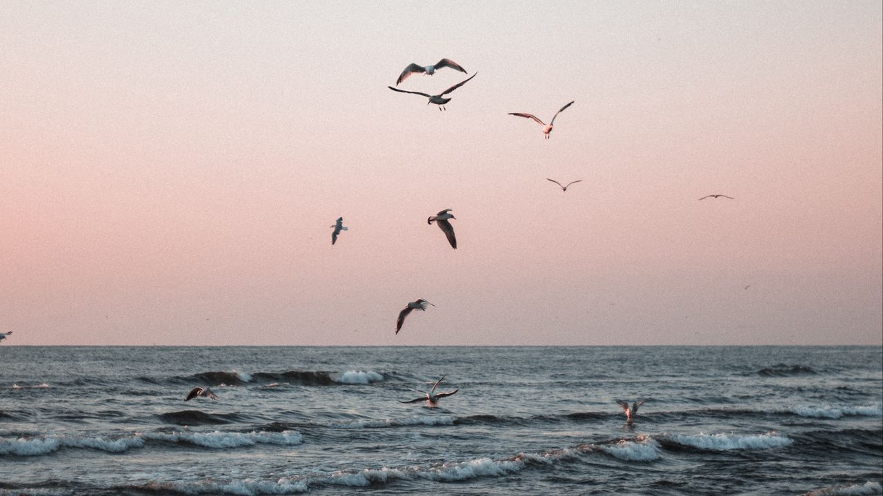 Wallpaper seagulls, birds, sea, waves, coast hd, picture, image