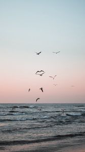 Preview wallpaper seagulls, birds, sea, waves, coast