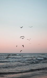 Preview wallpaper seagulls, birds, sea, waves, coast