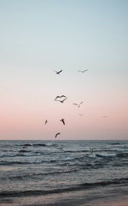 Preview wallpaper seagulls, birds, sea, waves, coast