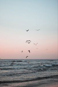 Preview wallpaper seagulls, birds, sea, waves, coast