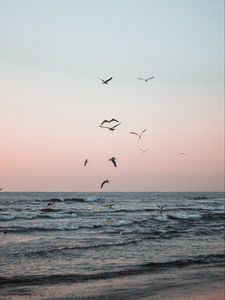 Preview wallpaper seagulls, birds, sea, waves, coast