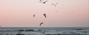 Preview wallpaper seagulls, birds, sea, waves, coast
