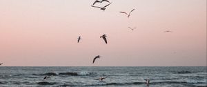Preview wallpaper seagulls, birds, sea, waves, coast