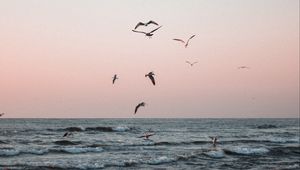 Preview wallpaper seagulls, birds, sea, waves, coast