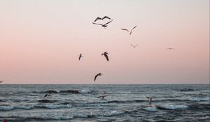 Preview wallpaper seagulls, birds, sea, waves, coast