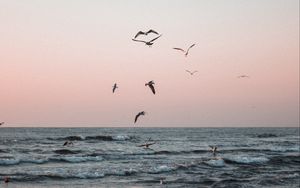 Preview wallpaper seagulls, birds, sea, waves, coast