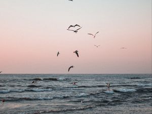 Preview wallpaper seagulls, birds, sea, waves, coast