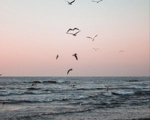 Preview wallpaper seagulls, birds, sea, waves, coast