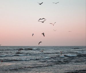 Preview wallpaper seagulls, birds, sea, waves, coast