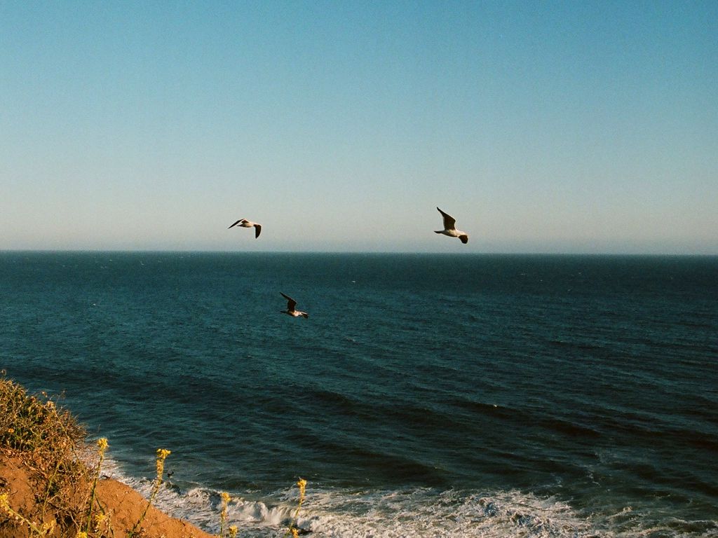 1024x768 Wallpaper seagulls, birds, sea, flowers, waves